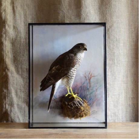 Taxidermy: Sparrowhawk by Rowland Ward